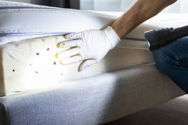Best Local Pest Control Services  in Mount Airy, GA