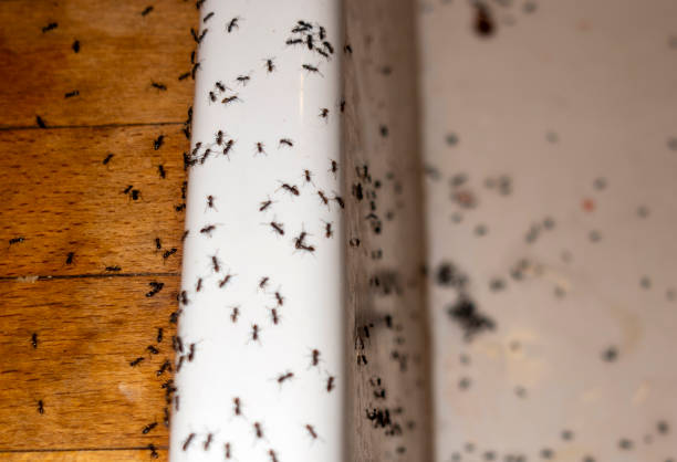 Best Emergency Pest Control  in Mount Airy, GA