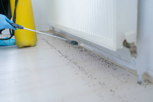 Best Wasp Removal Services  in Mount Airy, GA